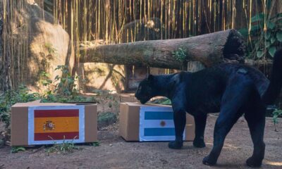 Jaguarul Poty a prezis câștigătoarea Cupei Mondiale