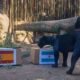 Jaguarul Poty a prezis câștigătoarea Cupei Mondiale