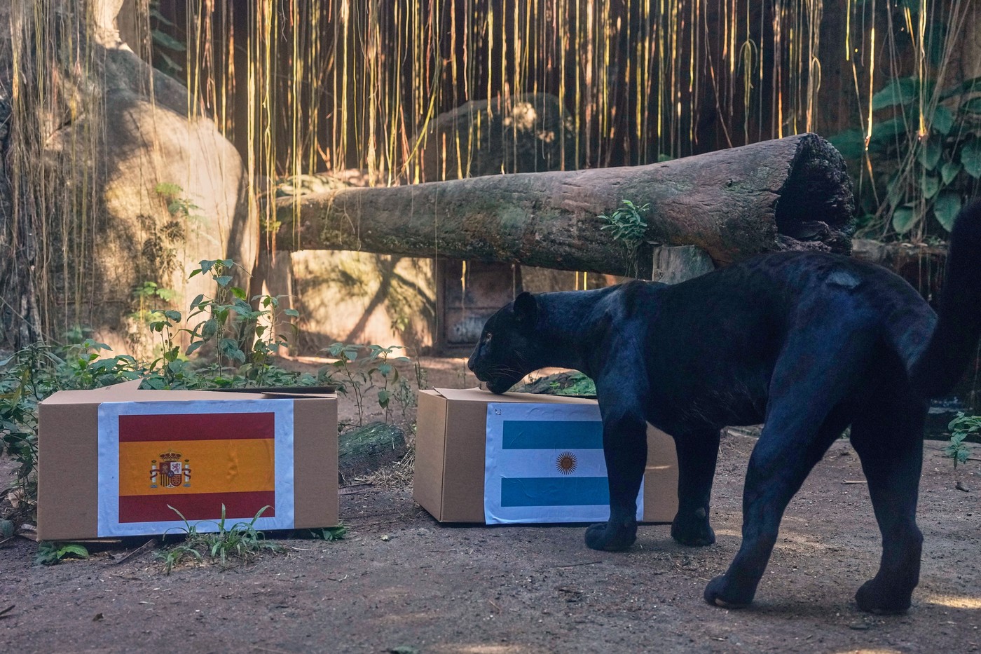 Jaguarul Poty a prezis câștigătoarea Cupei Mondiale