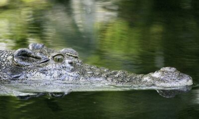 JO 2032: Probele de canotaj şi kaiac canoe vor avea loc pe un râu în care trăiesc crocodili: ”Condițiile de competiție sunt echitabile”