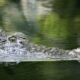 JO 2032: Probele de canotaj şi kaiac canoe vor avea loc pe un râu în care trăiesc crocodili: ”Condițiile de competiție sunt echitabile”