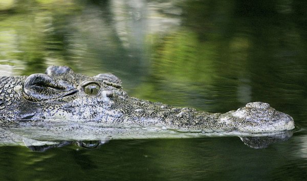 JO 2032: Probele de canotaj şi kaiac canoe vor avea loc pe un râu în care trăiesc crocodili: ”Condițiile de competiție sunt echitabile”